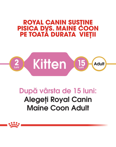 ROYAL CANIN Kitten Hrana pisoi rasa maine coon 4 kg