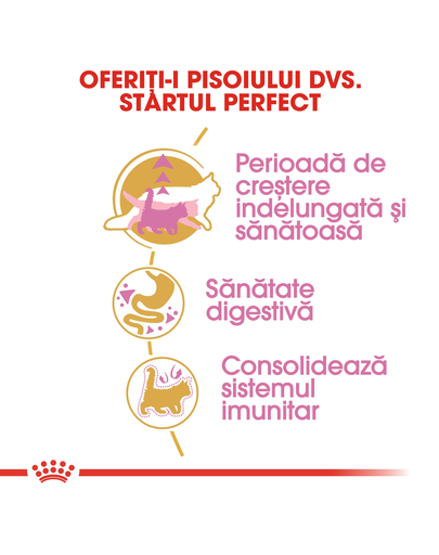 ROYAL CANIN Kitten Hrana pisoi rasa maine coon 4 kg