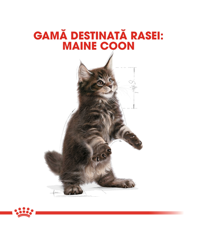 Royal Canin Maine Coon Kitten hrana uscata pisica junior, 10 kg