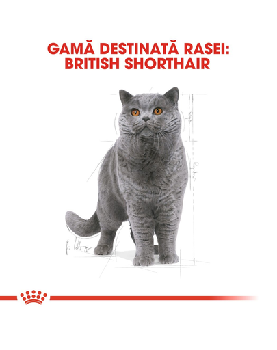 Royal Canin British Shorthair Adult hrana uscata pisica, 10 kg