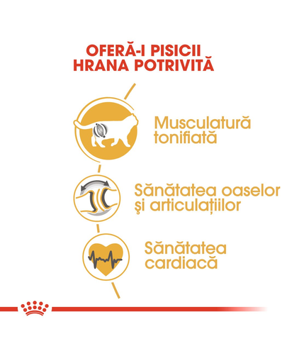 Royal Canin British Shorthair Adult hrana uscata pisica, 2 kg