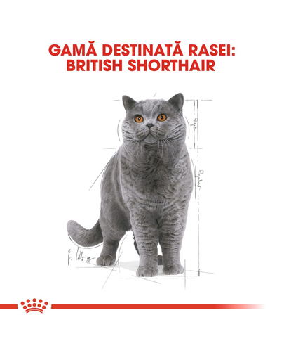 Royal Canin British Shorthair Hrană Umedă Pisică 85 g