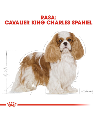 ROYAL CANIN Cavalier King Charles Spaniel Adult 7,5 kg
