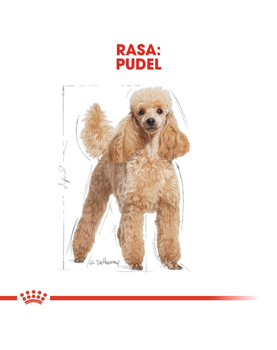 Royal Canin Poodle Adult Hrană Uscată Câine 3kg