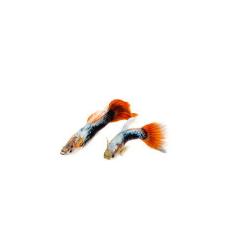 Hrana pentru pesti Guppy
