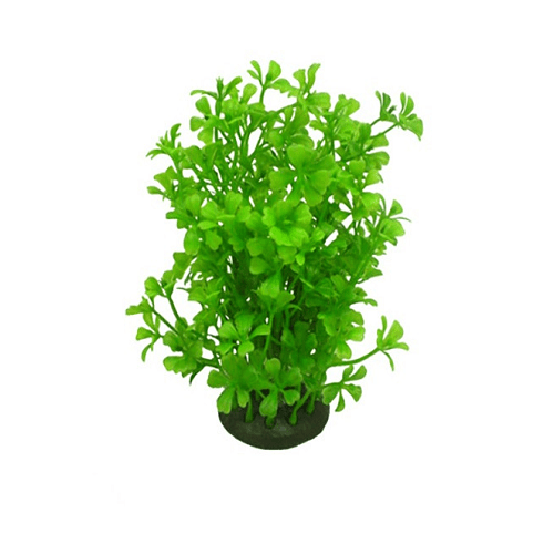 Plante