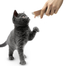 APPLAWS Cat recompense pentru pisici, cu ton 8 x 7 g