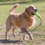 KONG Airdog Fetch Stick cu franghie M jucarie pentru aport plutitoare