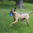 KONG Ultra SqueakAir Ball M 3 buc minge pentru caini