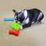 KONG Quest Bone L jucarie pentru recompense pentru caini