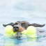 KONG Airdog Squeaker Bone S jucarie dentitie pentru caini