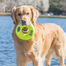 KONG Airdog Squeaker Donut M jucarie pentru caini