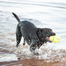 KONG Airdog S Squeaker Football minge pentru caini