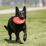 KONG Flyer Frisbee S pentru caini