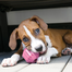 KONG Puppy Activity Ball M jucarie dentitie pentru catelusi