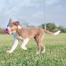 KONG Puppy Teething Stick M jucarie dentara pentru catelusi