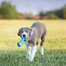 KONG Puppy Goodie Bone S jucarie dentara catelusi pentru recompense