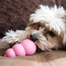 KONG Puppy S jucarie pentru recompense pentru catelusi
