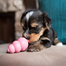 KONG Puppy XS jucarie dentitie pentru recompense pentru catelusi