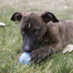 KONG Puppy Ball M/L jucarie pentru recompense pentru catelusi