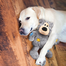 KONG Wild Knots Bears S/M jucarie plus pentru caini