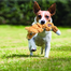 KONG Knots Scrunch Squirrel S/M jucarie pentru caini veverita