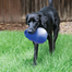 KONG Bounzer Ultra M jucarie de aport