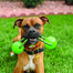 KONG Squeezz Ball with Rope L minge pentru caini cu maner