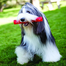 KONG Squeezz Stick M Jucarie dentitie pentru caini