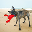 KONG Belly Flops Lobster M jucarie pentru caini