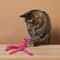 KONG Cat Wubba Bunny Assorted jucarie pentru pisici