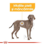 ROYAL CANIN Maxi Dermacomfort 12 kg hrana dietetica pentru caini adulti de talie mare cu pielea predispusa la iritatii