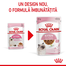 Royal Canin Kitten Instinctive In Gravy hrana umeda in sos pentru pisica, 12 x 85 g