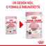 Royal Canin Kitten In Loaf hrana umeda pate pentru pisica, 12 x 85 g