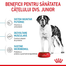 Royal Canin Giant Junior hrana uscata caine junior etapa 2 de crestere , 15 kg