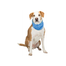 TRIXIE Bandana pentru caini cu efect de racire PVA, XL: 47–57 cm, albastru