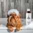 PETS Shampoo Aloe Vera Sampon antimatreata caini, pisici, rozatoare 250 ml