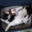 PETS Odor Neutralizer Neutralizator mirosuri si pete animale companie 500 ml