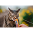 INABA Churu Cat Recompensa pentru pisici, piure cu pui si branza 56 g