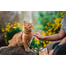 INABA Churu Cat Recompensa pentru pisici, piure cu pui 56 g