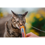 INABA Churu Cat Recompensa pentru pisici, piure cu pui 56 g