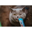INABA Churu Cat Recompensa pentru pisici, piure cu ton si scoici 56 g