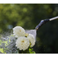 GARDENA EasyPump Pulverizator sub presiune de 5 l