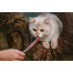 INABA Churu Cat Recompensa pentru pisici, piure cu ton si somon 56 g