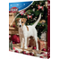 TRIXIE Calendar Advent cu recompense pentru caini