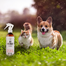 PETS Anti Insect Spray antiparazitar 250 ml caini si pisici, cu efect hidratant
