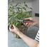GARDENA Foarfeca de gradina pentru recoltare FreshCut