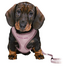 TRIXIE Junior Ham pentru pui, cu lesa, 26–34 cm / 10 mm, 2,00 m, lila