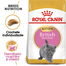 ROYAL CANIN British Shorthair Kitten 6x400 g hrană pisoi British Shorthair, până la 12 luni