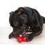 COMFY Jucărie Strong Dog Bone 16,5cm